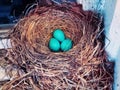 A nest of blue American robin birds eggs