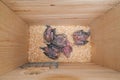Nest box interior with baby parrots in it