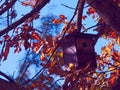 Nest box tree leafs park nature Royalty Free Stock Photo