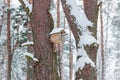 Nest box in winter forest Royalty Free Stock Photo