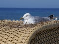 Nest with breeding seagull on a beach chair at Sehlendorfer Strand, Hohwachter Bucht. Royalty Free Stock Photo