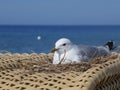 Nest with breeding seagull on a beach chair at Sehlendorfer Strand, Hohwachter Bucht. Royalty Free Stock Photo