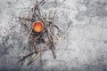 Nest with a broken egg Royalty Free Stock Photo