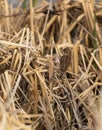 The Nest Builder Red-winged Blackbird