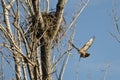 Nest Building Time for the Red-Tail Hawk