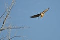 Nest Building Time for the Red-Tail Hawk