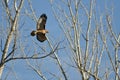 Nest Building Time for the Red-Tail Hawk