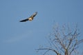 Nest Building Time for the Red-Tail Hawk