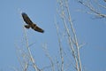 Nest Building Time for the Red-Tail Hawk