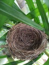 Nest built by Bul Bul Bird