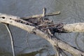 Nest Built Over a Flowing River Royalty Free Stock Photo