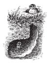 Nest of the Burrowing Owl or Athene cunicularia, vintage engraving