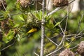 Nest on the bush, with a warbler on it Royalty Free Stock Photo