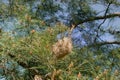 Nest of butterflies from eggs which hatch caterpillars