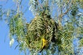 Nest of a Cape weaver bird Royalty Free Stock Photo