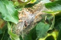 A nest of caterpillars of the Codling moth Royalty Free Stock Photo