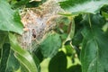 A nest of caterpillars of the Codling moth Royalty Free Stock Photo