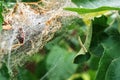 A nest of caterpillars of the Codling moth Royalty Free Stock Photo