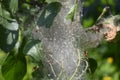 Nest of caterpillars of fruit ermine moth
