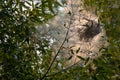 nest of caterpillars in late summer months hanging from tree Royalty Free Stock Photo