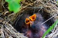 Nest of chicks hidden in the depths of the forest Royalty Free Stock Photo