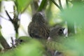 Nest with chicks of a small bird Royalty Free Stock Photo