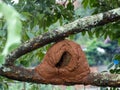 Nest of Clay JoÃÂ£o in a tree in Jardim das Oliveiras, municipality of Esmeraldas.