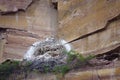 Nest in cliff Royalty Free Stock Photo