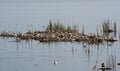 Seagulls nest colony Royalty Free Stock Photo