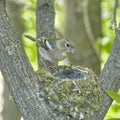 The nest of the common finch, Fringilla coelebs, with eggs Royalty Free Stock Photo