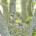 The nest of the common finch, Fringilla coelebs, with eggs Royalty Free Stock Photo
