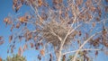 Nest crow on the tree Nest of crows in the yard Bare tree branches on a spring day with blue sky.Crow. Guide of bird nests. Nestli Royalty Free Stock Photo