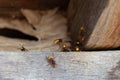 A nest of dangerous hornets. Large wasps in the wild