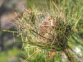 The nest of dangerous pine processionary (Thaumetopoea pityocampa) in Spain