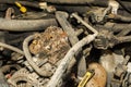 Deer Mouse nest in the engine of a car