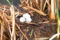 Nest of duck eggs Royalty Free Stock Photo