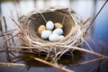 nest with duck eggs adjacent to pond reeds Royalty Free Stock Photo