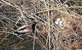 Nest with duck eggs in Foix river mouth in the province of Barcelona Royalty Free Stock Photo