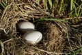 Nest with duck eggs hidden in grass. Space for text Royalty Free Stock Photo