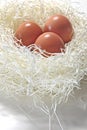 Nest Egg Royalty Free Stock Photo