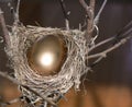 Nest Egg Royalty Free Stock Photo