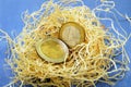 Nest egg euro Royalty Free Stock Photo