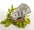 Nest Egg Money Royalty Free Stock Photo