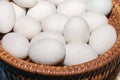 Nest Egg White Royalty Free Stock Photo