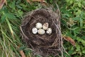 Nest with egg of wild bird outdoors Royalty Free Stock Photo