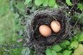Nest with egg of wild bird outdoors Royalty Free Stock Photo