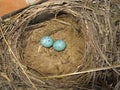 Nest with eggs