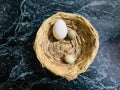 nest of eggs and bird eggs