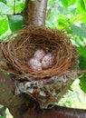 Nest with eggs Birds sparrow tree