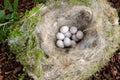 Nest with eggs Royalty Free Stock Photo